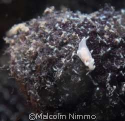 Tiny nudibranch taken from the Scilly Isles UK - not a dr... by Malcolm Nimmo 